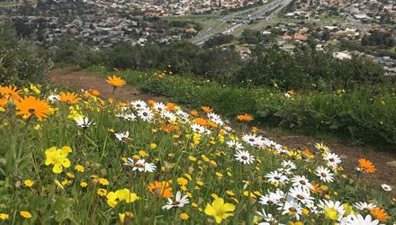 Deputy Mayor invites residents to online meeting: City’s Biodiversity Spatial Plan currently open for public comment